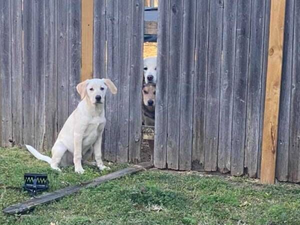 隣の家の犬の 脱獄 を手伝った子犬 犯行の瞬間に 笑いすぎてお腹が痛い 21年4月12日 ウーマンエキサイト 1 3