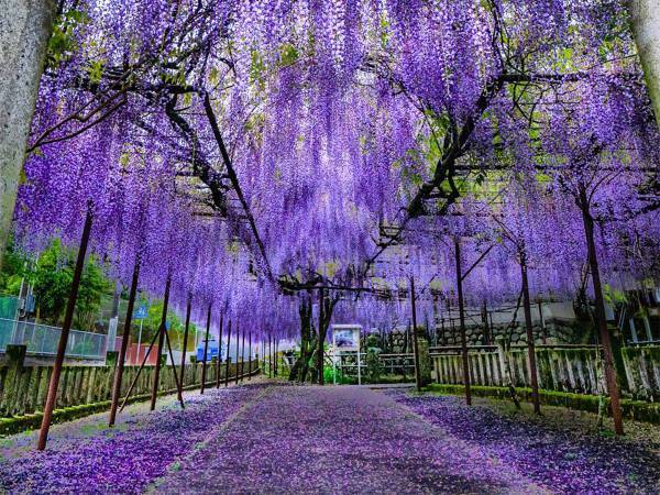 妖艶な美しさに感動　満開の藤の花を撮影すると？　「鬼が入ってこれない」「圧倒される」