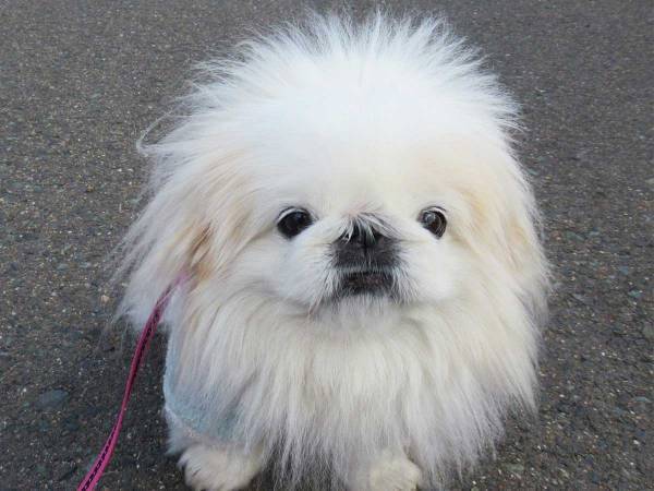 ビフォーアフターの違いがすごい！　爆発ヘアーの犬をなでてみると…？