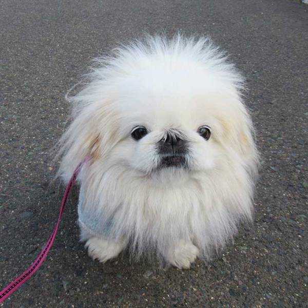 ビフォーアフターの違いがすごい！　爆発ヘアーの犬をなでてみると…？