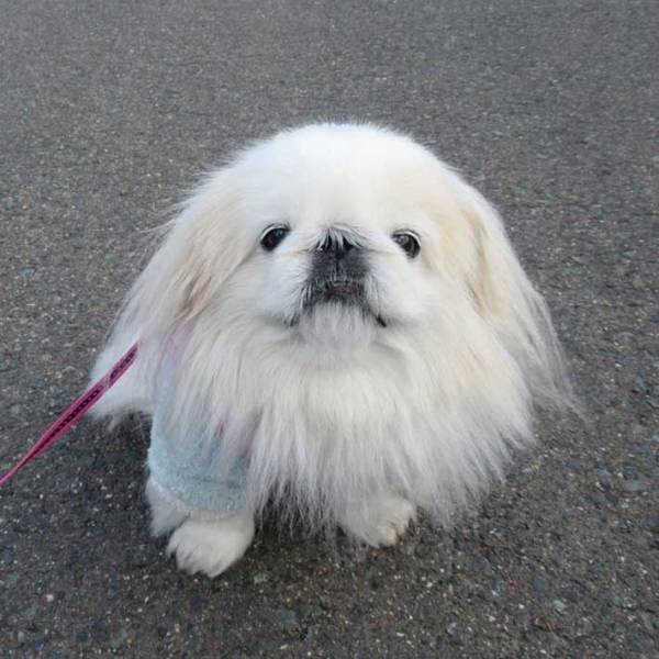 ビフォーアフターの違いがすごい！　爆発ヘアーの犬をなでてみると…？