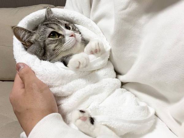 飼い主の新品バスタオルを気に入った猫　そのまま包んであげると…？