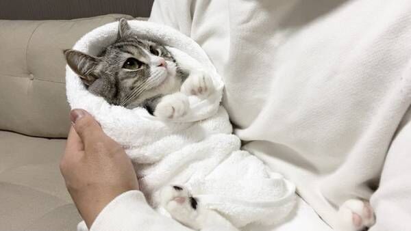 飼い主の新品バスタオルを気に入った猫　そのまま包んであげると…？