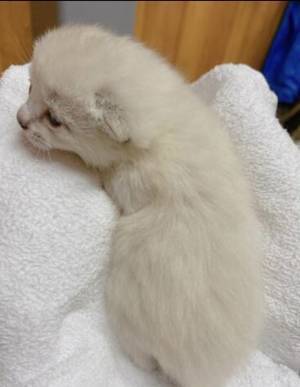 「こんなことがあるんだ！」　子猫時代と現在の姿の違いに驚きの声