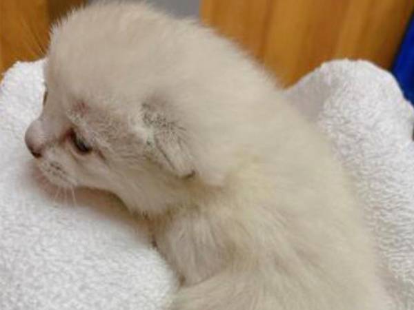 「こんなことがあるんだ！」　子猫時代と現在の姿の違いに驚きの声