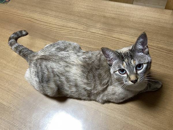 「こんなことがあるんだ！」　子猫時代と現在の姿の違いに驚きの声