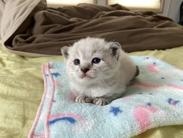 「こんなことがあるんだ！」　子猫時代と現在の姿の違いに驚きの声