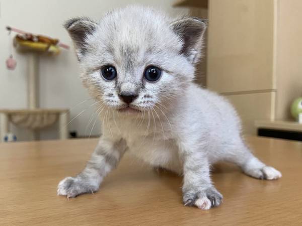「こんなことがあるんだ！」　子猫時代と現在の姿の違いに驚きの声