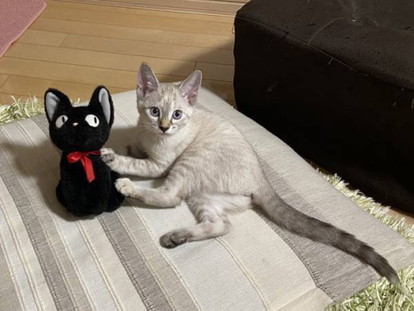 「こんなことがあるんだ！」　子猫時代と現在の姿の違いに驚きの声