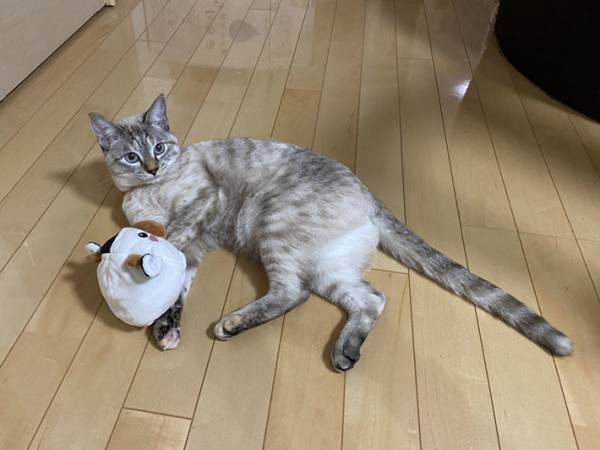 「こんなことがあるんだ！」　子猫時代と現在の姿の違いに驚きの声