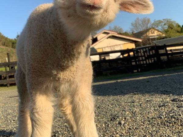 公開された赤ちゃんヒツジに、悶える人続出　「なんて可愛いの」「なでなでしたい！」