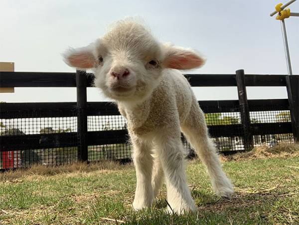 公開された赤ちゃんヒツジに、悶える人続出　「なんて可愛いの」「なでなでしたい！」