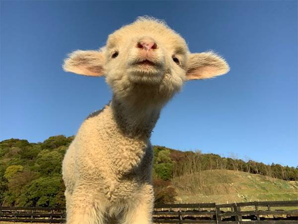 公開された赤ちゃんヒツジに、悶える人続出　「なんて可愛いの」「なでなでしたい！」