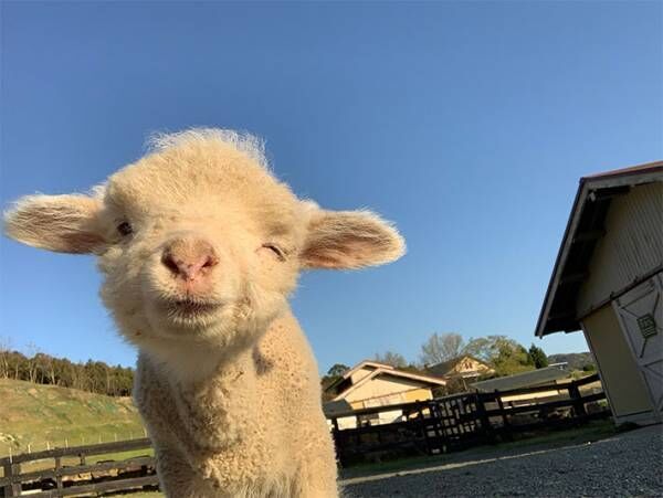 公開された赤ちゃんヒツジに、悶える人続出　「なんて可愛いの」「なでなでしたい！」