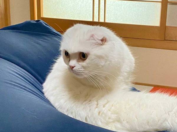 「白ヘビ…？」　飼い主があ然とした、白猫の姿がこちらです！