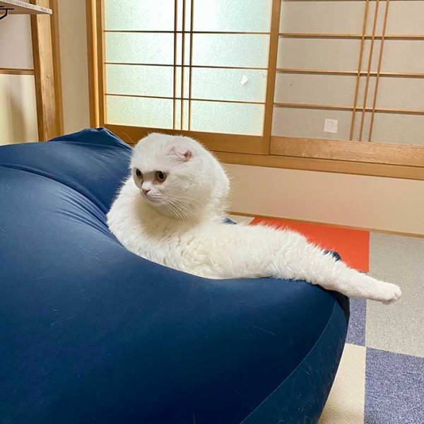 「白ヘビ…？」　飼い主があ然とした、白猫の姿がこちらです！