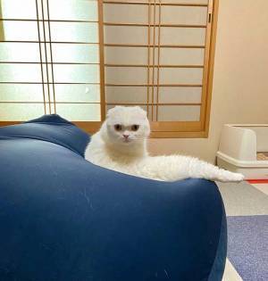 「白ヘビ…？」　飼い主があ然とした、白猫の姿がこちらです！