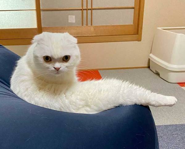 「白ヘビ…？」　飼い主があ然とした、白猫の姿がこちらです！