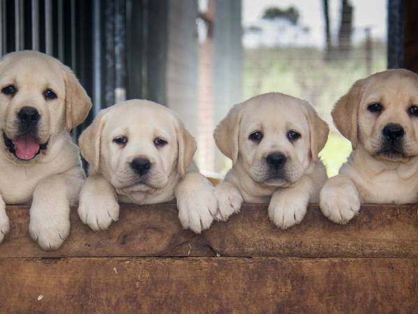 最後の１匹で吹いた！　小さなバケツに無理やり入ろうとする６匹の子犬が？