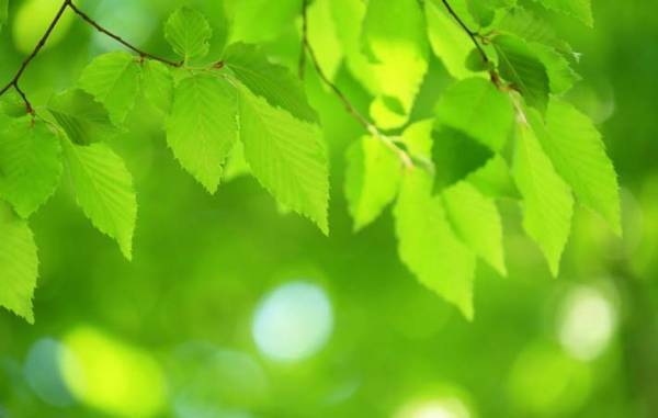 新芽や新緑が爽風を受けて、色鮮やかに自己表現を始める五月