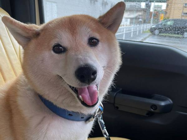 予防接種前の柴犬　そして、終わった後の表情がコチラです