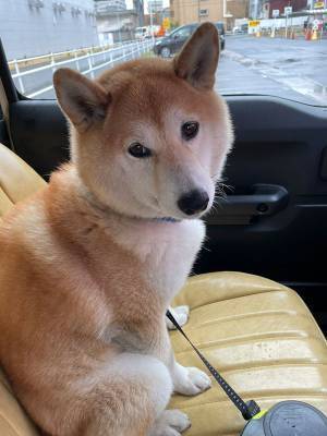 予防接種前の柴犬　そして、終わった後の表情がコチラです