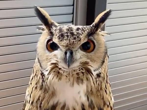 飼い主を見ながら鳴くフクロウ　３５秒の動画に、癒される