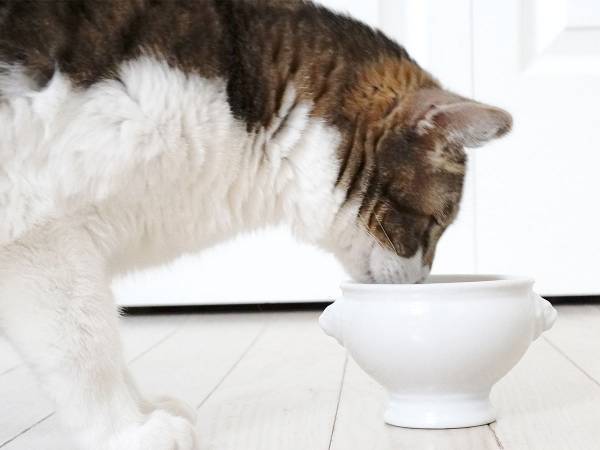 猫と取り合い注意！　『人間用』の魚の缶詰がネット上で話題に