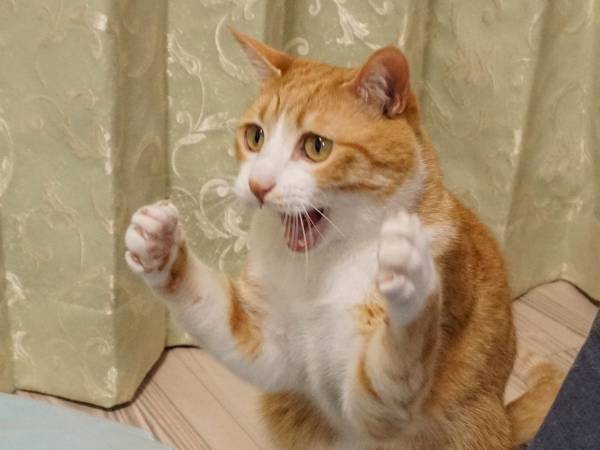 猫パンチを熱血指導する猫　その姿に１２万件以上の『いいね』が寄せられる