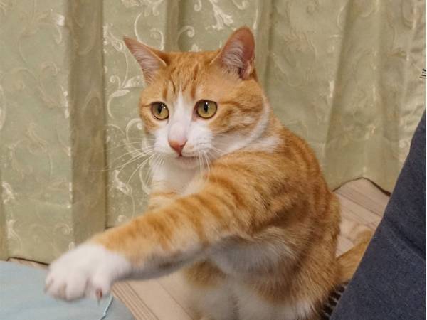 猫パンチを熱血指導する猫　その姿に１２万件以上の『いいね』が寄せられる