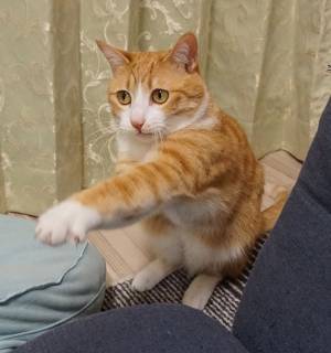 猫パンチを熱血指導する猫　その姿に１２万件以上の『いいね』が寄せられる