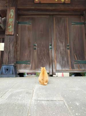 破門されてる！　世界史に登場しそうな１匹の猫が話題に