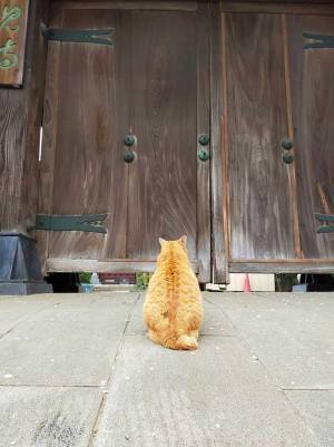 破門されてる！　世界史に登場しそうな１匹の猫が話題に