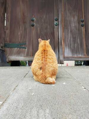 破門されてる！　世界史に登場しそうな１匹の猫が話題に