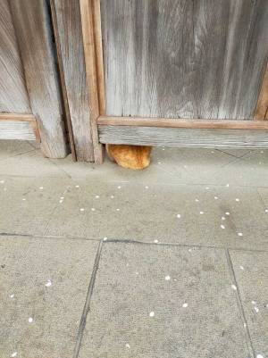 破門されてる！　世界史に登場しそうな１匹の猫が話題に