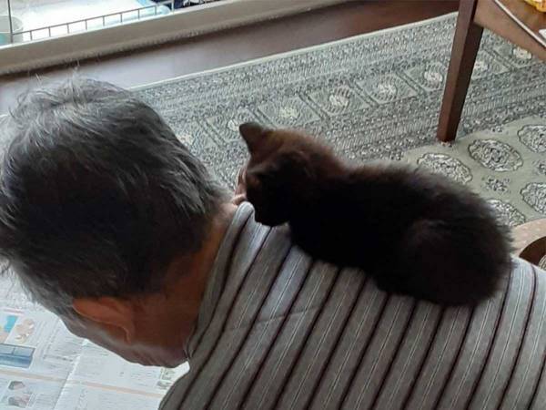 カラスに襲われていた子猫、１か月後の姿に１６万人が『いいね』したワケ