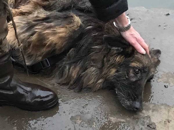 助かったのは奇跡　重石を付けて真冬の川に捨てられた犬　その１５か月後…