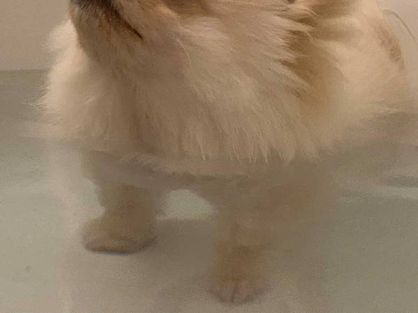 『表情』にご注目！　湯船の気持ちよさに気付いた犬がこちらです