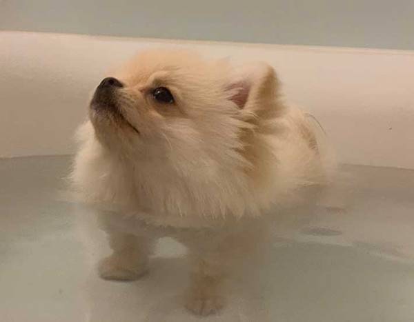 『表情』にご注目！　湯船の気持ちよさに気付いた犬がこちらです