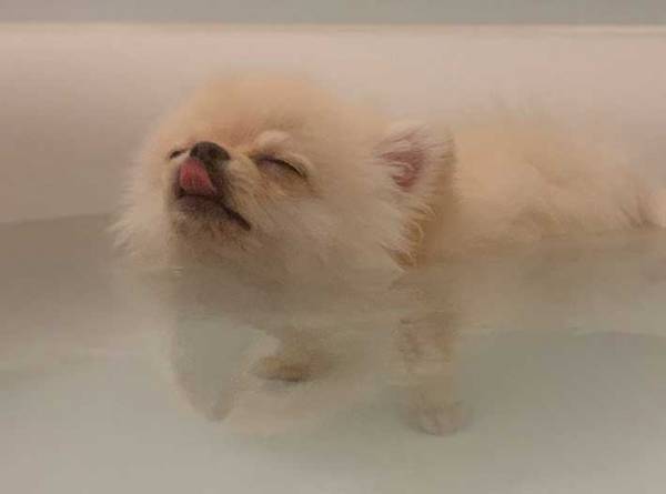 『表情』にご注目！　湯船の気持ちよさに気付いた犬がこちらです