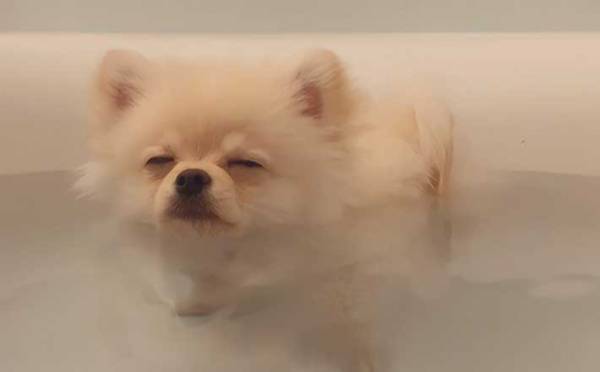 『表情』にご注目！　湯船の気持ちよさに気付いた犬がこちらです