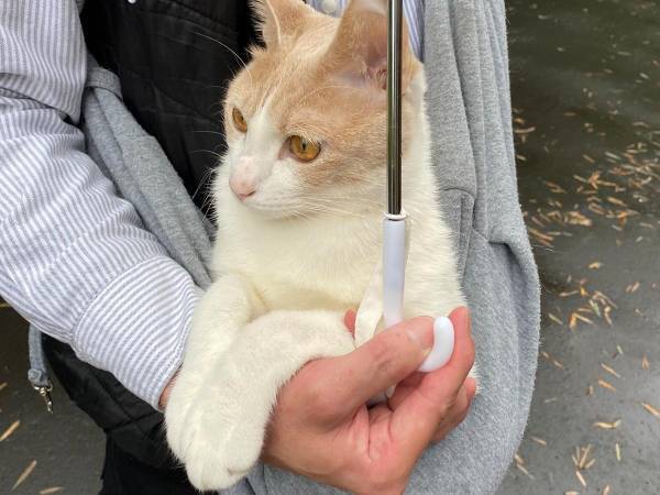 雨の日も散歩に行きたい猫　おねだりの結果がこちらです