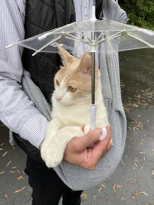 雨の日も散歩に行きたい猫　おねだりの結果がこちらです