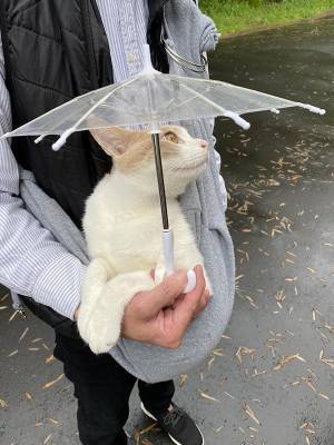 雨の日も散歩に行きたい猫　おねだりの結果がこちらです