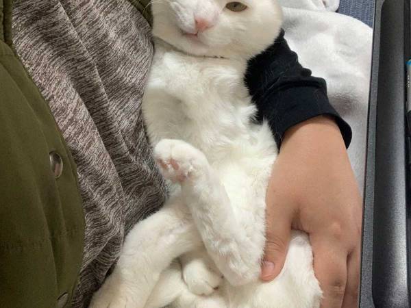 「仕事が進まない！」と嘆く飼い主に猫が…　その『表情』にクスッ