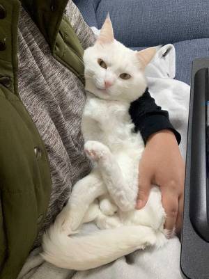 「仕事が進まない！」と嘆く飼い主に猫が…　その『表情』にクスッ