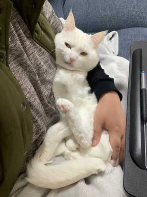 「仕事が進まない！」と嘆く飼い主に猫が…　その『表情』にクスッ