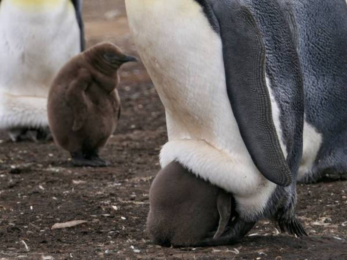 赤ちゃんペンギンの衝撃的な寝相 と飼育員が撮影した動画が 本当に衝撃 21年4月17日 ウーマンエキサイト 1 2