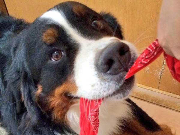 天使から一転、ケルベロス化　愛犬の表情に困惑の声