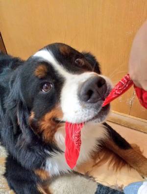 天使から一転、ケルベロス化　愛犬の表情に困惑の声